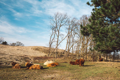 Sheep grazing in a field