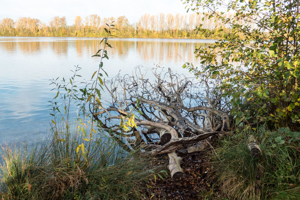 water, lake, tree, tranquility, nautical vessel, tranquil scene, boat, grass, transportation, reflection, abandoned, nature, mode of transport, moored, river, lakeshore, plant, day, growth, no people