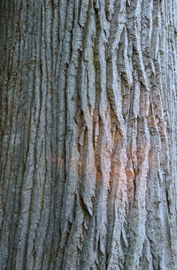 Full frame shot of tree trunk