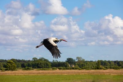 Bird flying in the sky