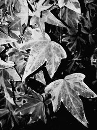 Close-up of water drops on leaves