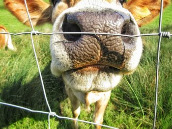 Close-up of sheep on field