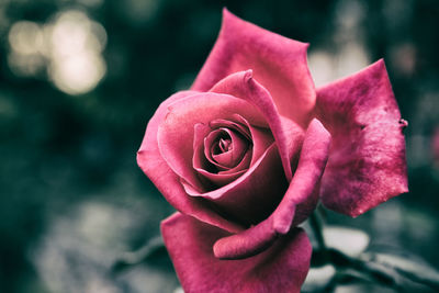 Close-up of pink flower