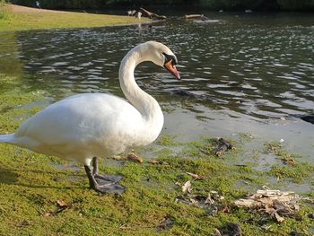 Swan on lakeshore