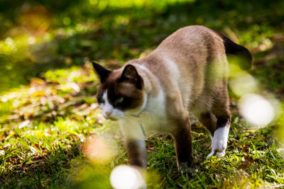 Close-up of cat on grass