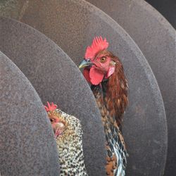 Close-up of rooster