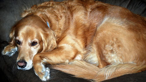 Close-up of golden retriever sleeping