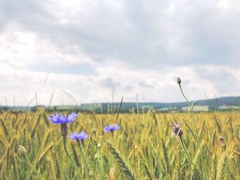 Close-up of purple flowering plants on field against sky