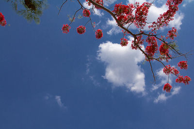 Low angle view of flowering tree against sky