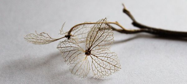 Close-up of caterpillar against white background