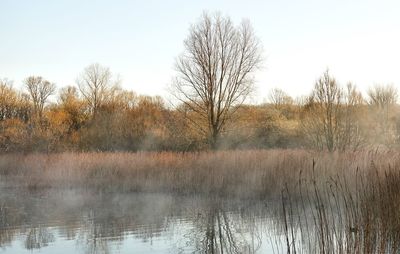 Bare trees by lake against sky