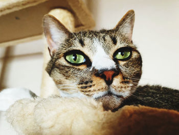 Close-up portrait of tabby cat