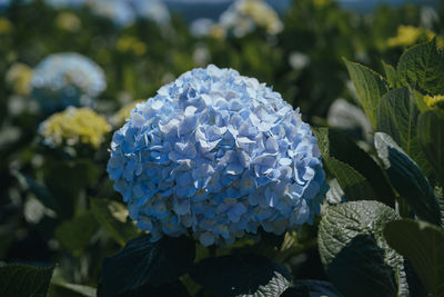 Close-up of blue hydrangea