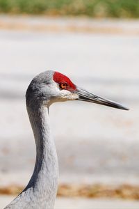 Close-up of a bird looking away