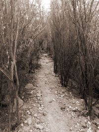 Dirt road amidst trees in forest