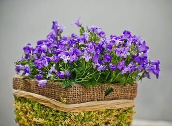 Close-up of lavender flowers