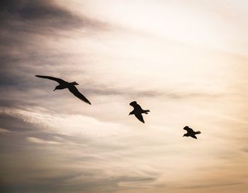 Low angle view of silhouette birds flying in sky