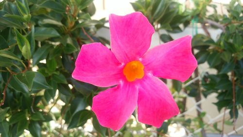 Close-up of pink hibiscus blooming outdoors