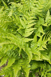 Full frame shot of fresh green leaf