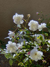 Close-up of white flowering plant