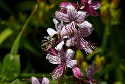 Close-up of purple flowering plant