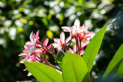 Close-up of pink flowering plant