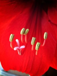 Close-up of red flower