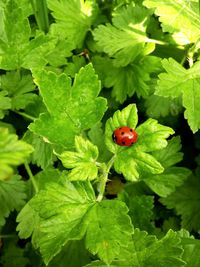 High angle view of ladybug on plant