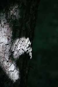 Close-up of lichen on tree trunk