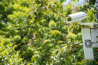Security camera against trees