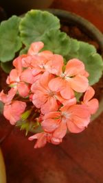 Close-up of flowers blooming outdoors