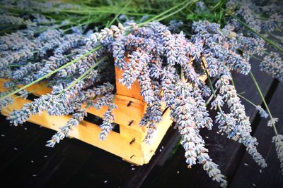 Close-up of plants