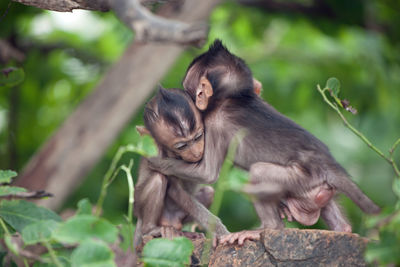 Cute monkeys in the forest
