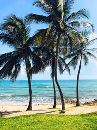 Palm trees at beach against sky