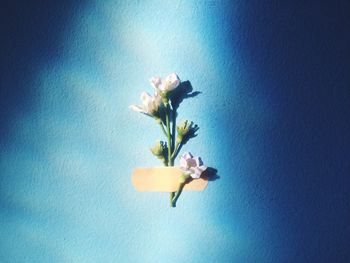 Low angle view of flowers against blue sky