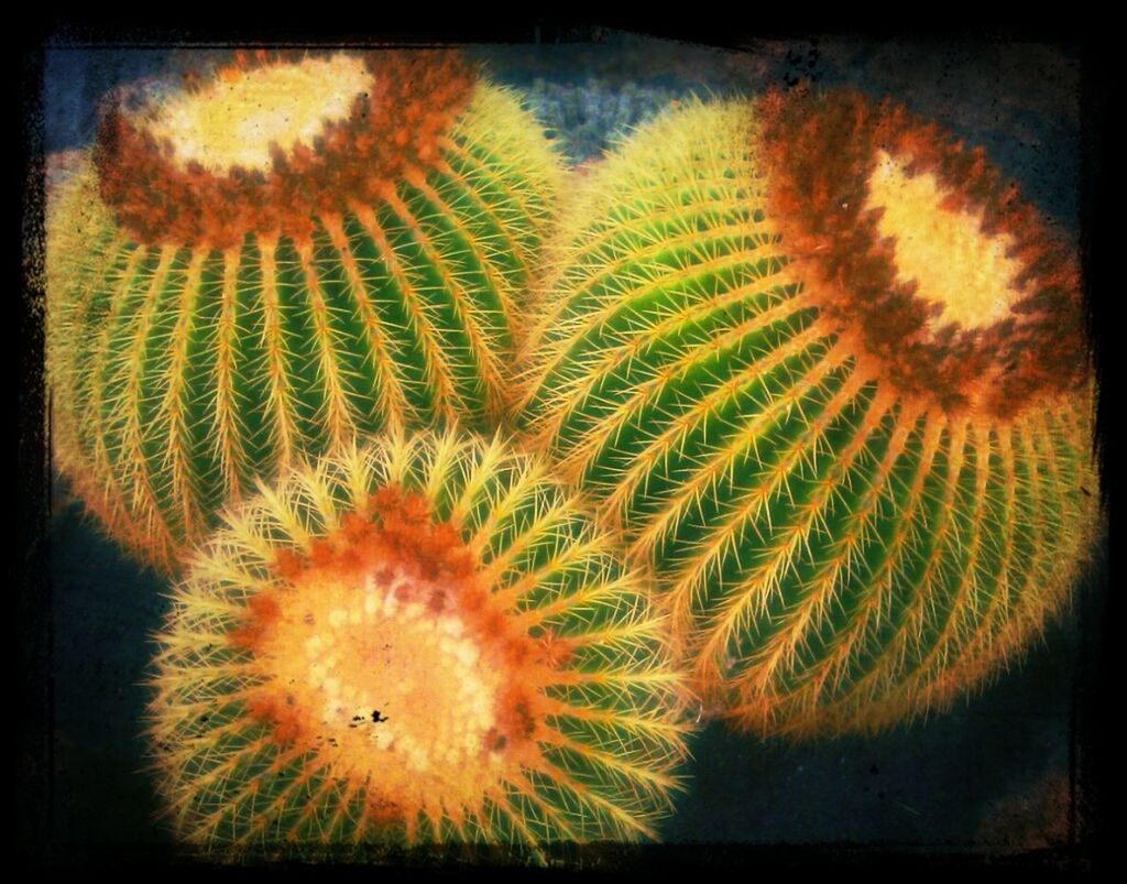 transfer print, auto post production filter, close-up, indoors, pattern, no people, cactus, food and drink, yellow, spiked, food, orange color, freshness, green color, still life, celebration, high angle view, healthy eating, nature