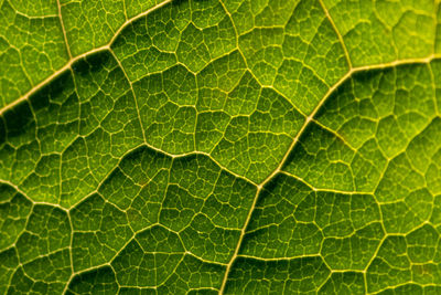 Macro of a translucent green leaf with leaf structures and detailed veins