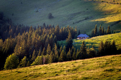 Scenic view of pine trees and mountains