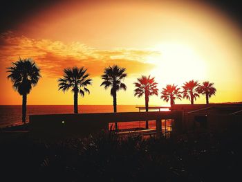 Silhouette of palm trees in city at sunset