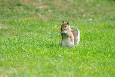 Meerkat on field