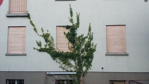 Potted plant on wall of building