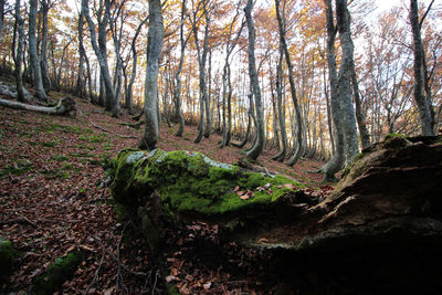 Trees in forest