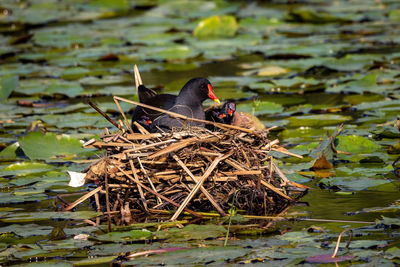 High angle view of bird in lake