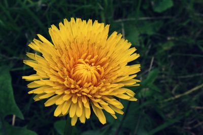 Close-up of yellow flower blooming outdoors