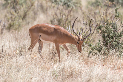 Side view of giraffe on field