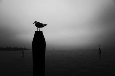 Bird perching on tree trunk