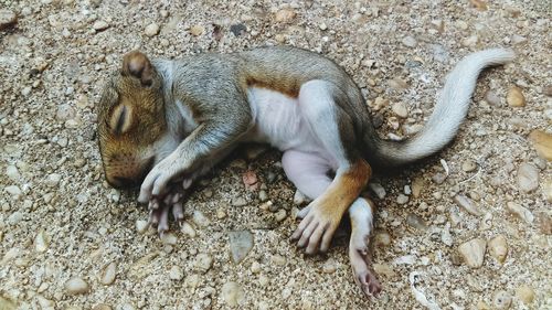 High angle view of dead mammal on field