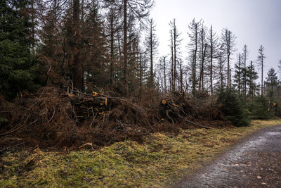 Trees growing in forest