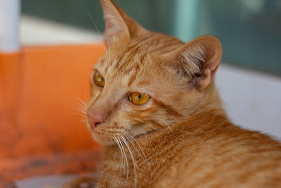 Close-up of a cat looking away