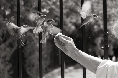 Close up of hand feeding birds